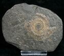 Dactylioceras Ammonite - Posidonia Shale #11122-1